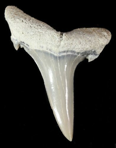 Fossil Sand Shark (Odontaspis) Tooth - Lee Creek, NC #47680